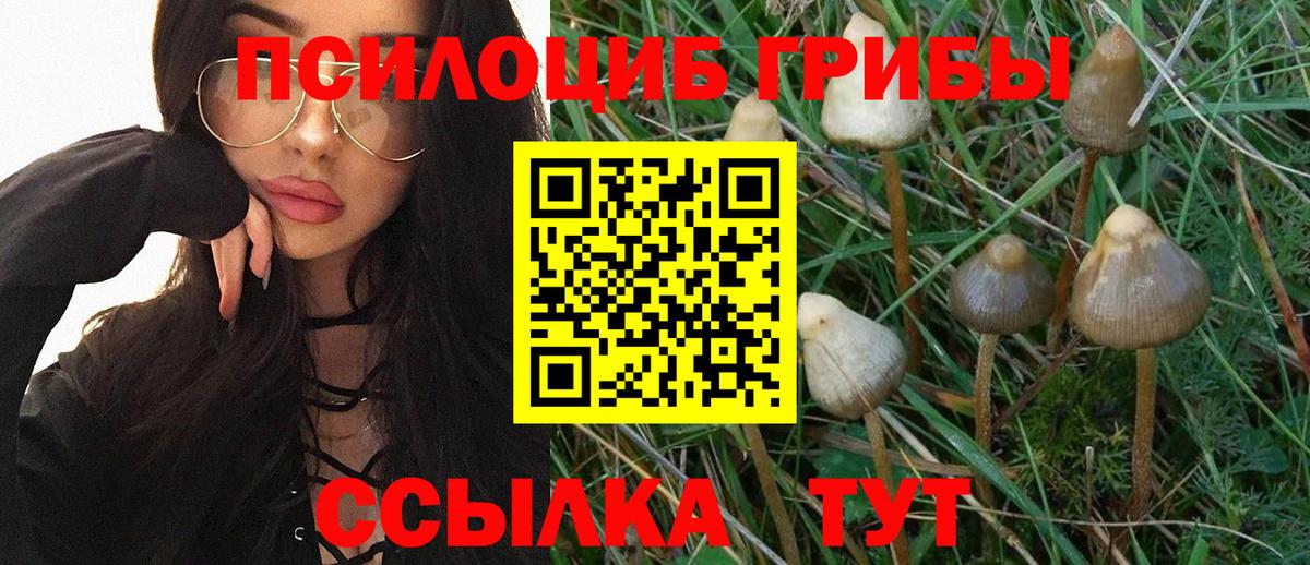 Галлюциногенные грибы Psilocybine cubensis Советск